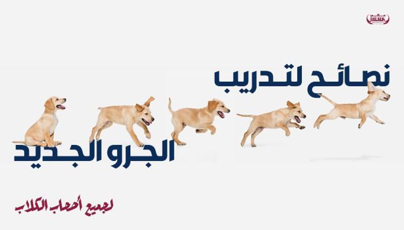 نصائح لتدريب الجرو الجديد لجميع أصحاب الكلاب